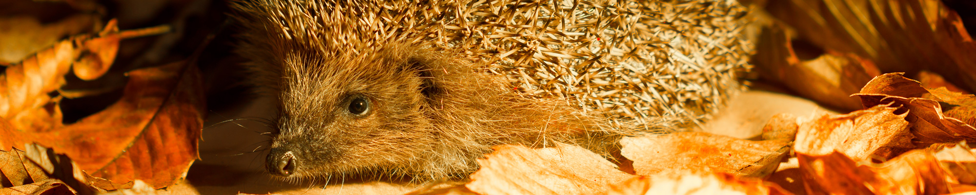 Hedgehog Friendly Town